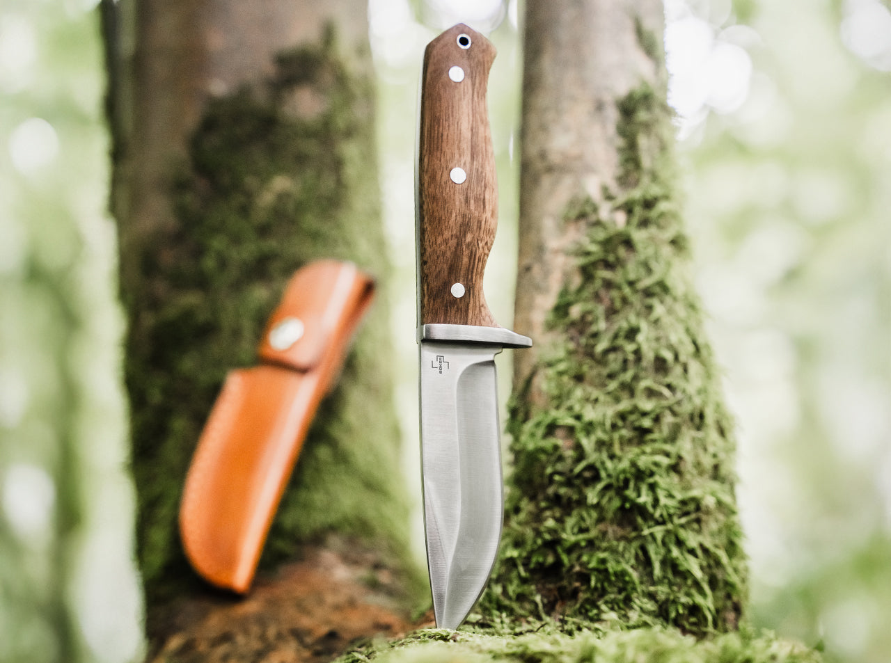 Walnut Drop